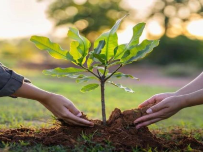 Tree Plantation And Environmental Tree Plantation And Environmental